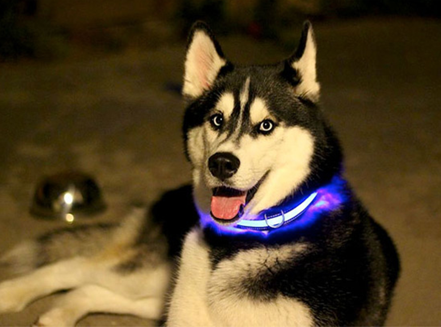 JoleyDogs - Led Collar